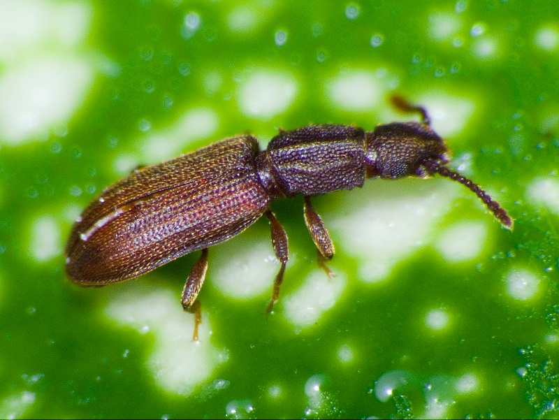 Oryzaephilus surinamensis (Linnaeus, 1758)
